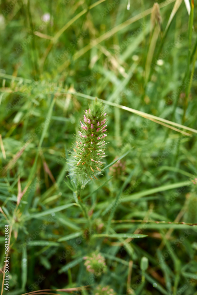 Trifolium angustifolium