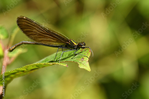 Willow emerald damselfly lurks for prey on the grass by the river