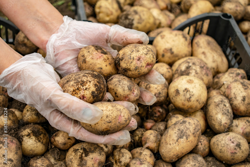 She goes through the collected potatoes with his hands. She goes through the collected potatoes with his hands.