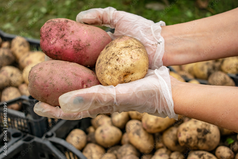 Fresh potatoes in hands on the background of baskets with the harvest.