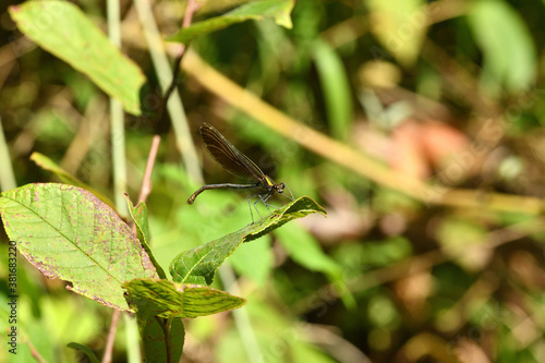 
Willow emerald damselfly holding a blade of grass above the water by the river
