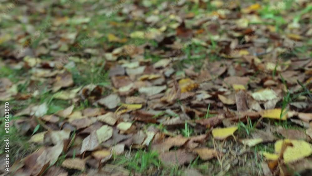 autumn foliage covered the ground with a carpet; leaf fall in autumn autumn foliage covered the ground with a carpet; leaf fall in autumn