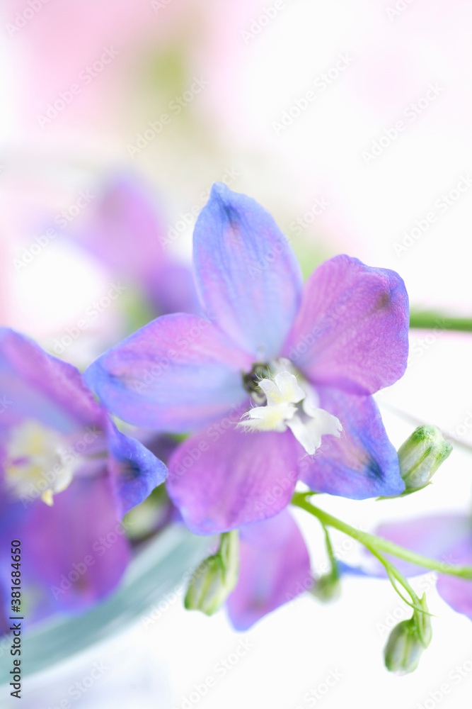 Obraz premium デルフィニューム