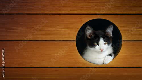 View of a European cat from a wooden house