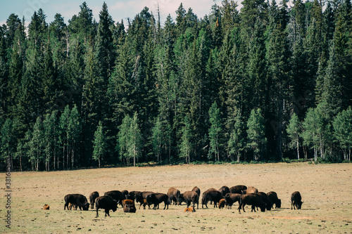 Buffalos in front of the wood with lots of trees