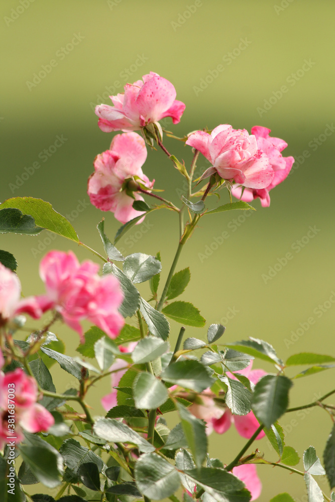 Fototapeta premium Pink roses on a green background