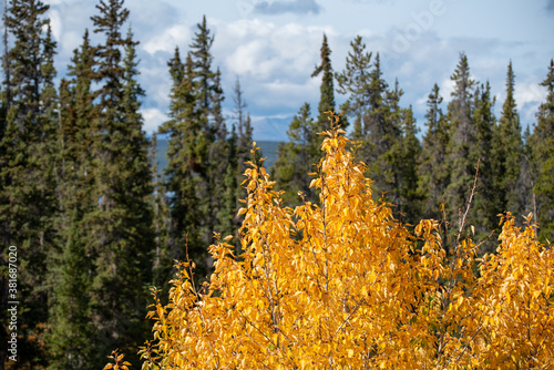 Amazing & colorful fall scenes and yellow autumn colors. Taken near the Yukon Territory & British Columbia border in Canada.  photo