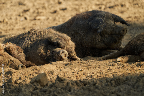 wool pig in the wallow