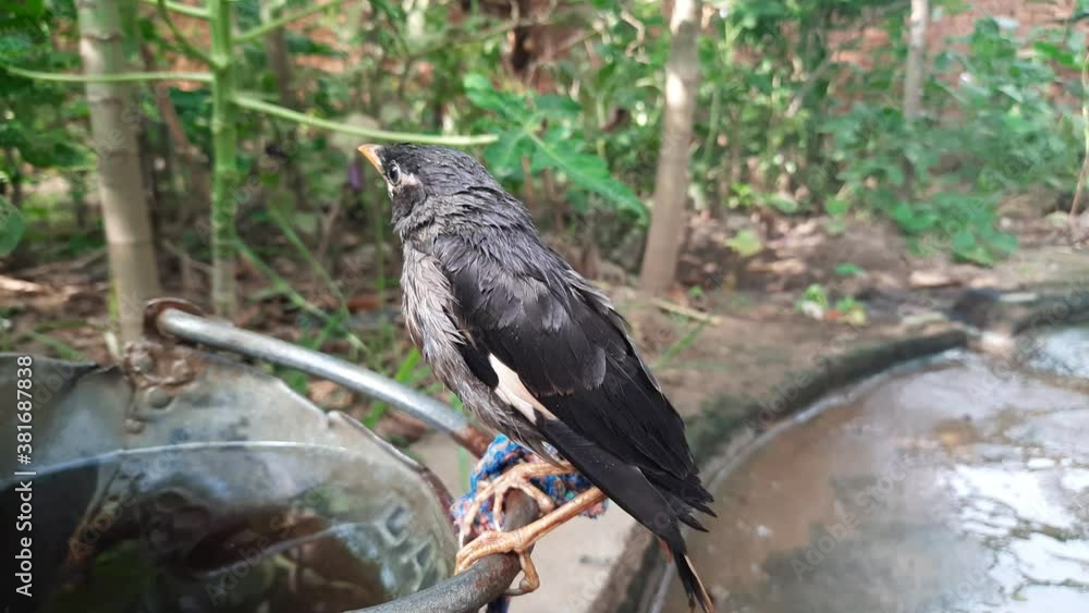 myna-indian-myna-birds-the-myna-mynah-is-a-bird-of-the-starling