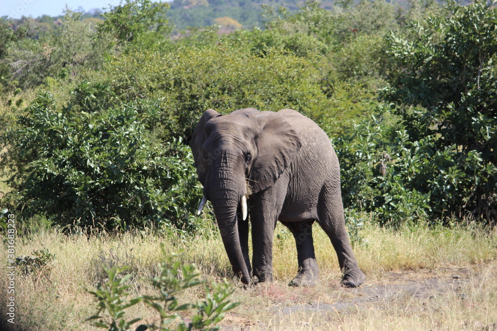 Photo Taken in Kruger National Park