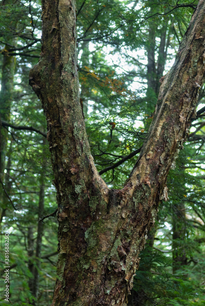 tree in the forest