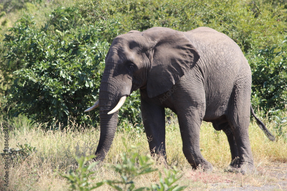 Photo Taken in Kruger National Park Photo Taken in Kruger National Park