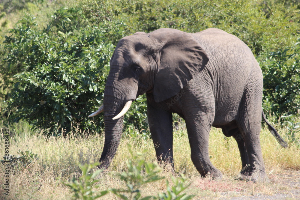 Photo Taken in Kruger National Park