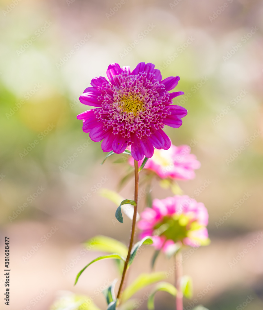 Obraz premium cosmos flower in spring
