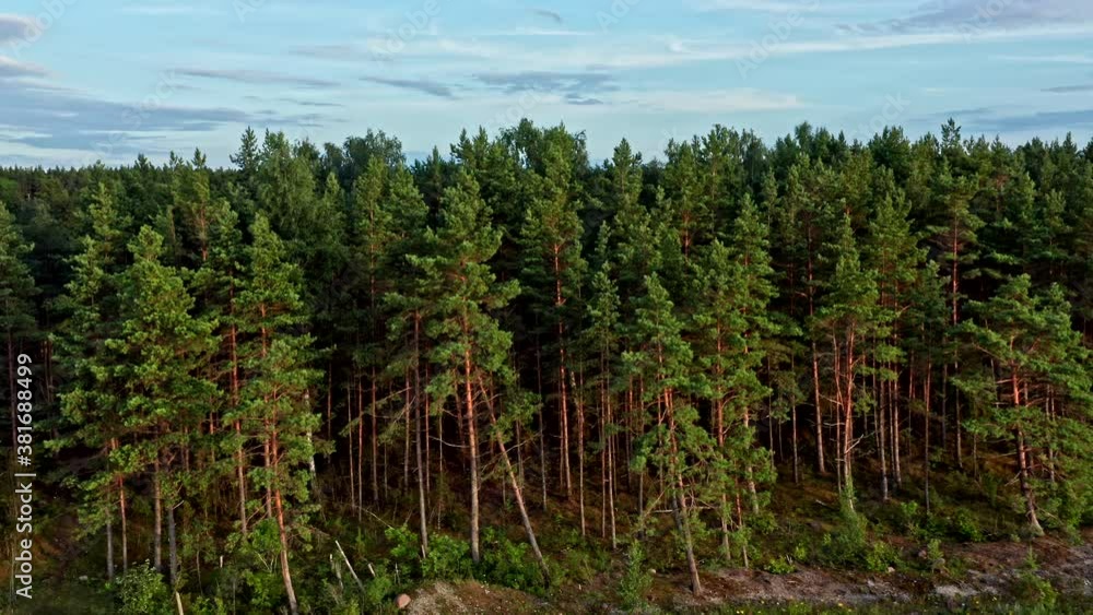 Rising over pine trees to reveal country houses in the background Rising over pine trees to reveal country houses in the background