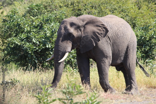 Photo Taken in Kruger National Park