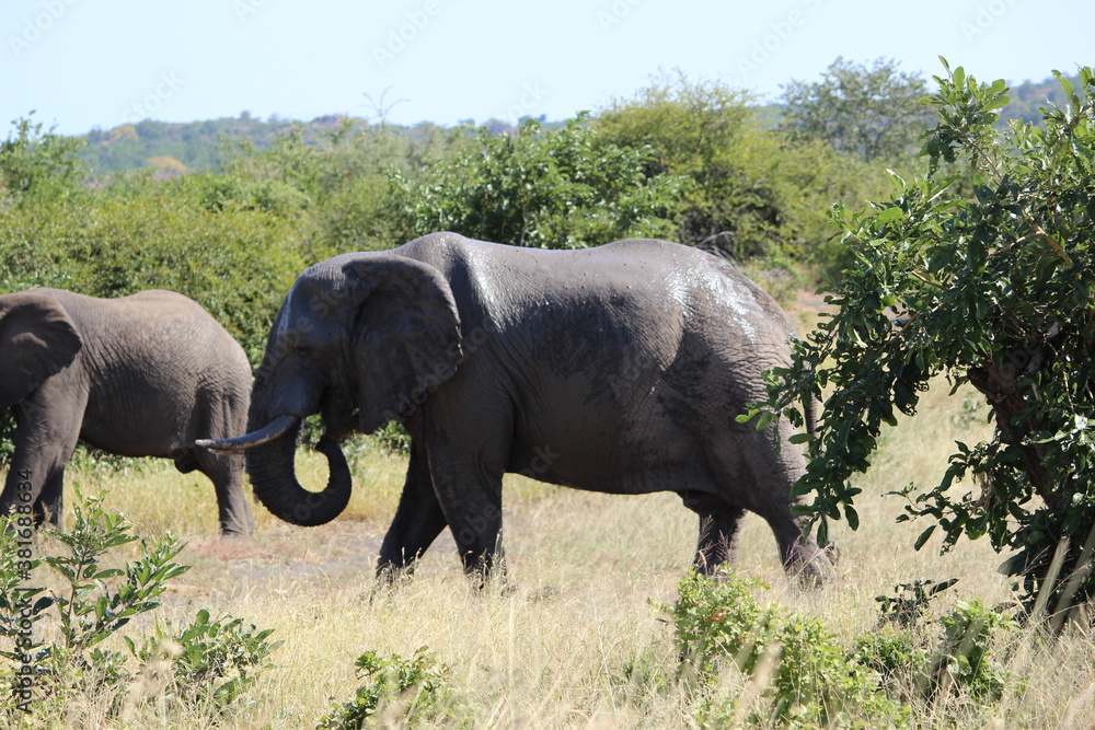 Fototapeta premium Photo Taken in Kruger National Park