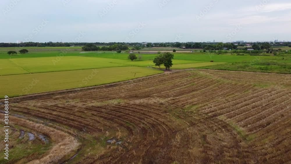 Overflying The Paddy Field With Tracks Of Harvesting Machinery At The Countryside Of Bangkok, Thailand. - aerial drone shot Overflying The Paddy Field With Tracks Of Harvesting Machinery At The Countryside Of Bangkok, Thailand. - aerial drone shot