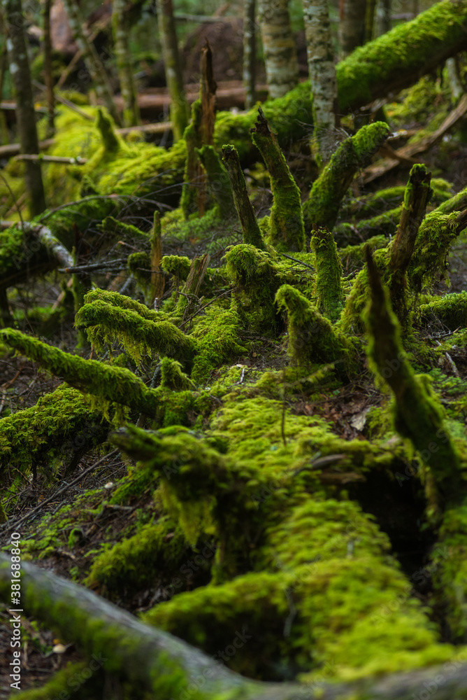 Fototapeta premium forest in the moss trail