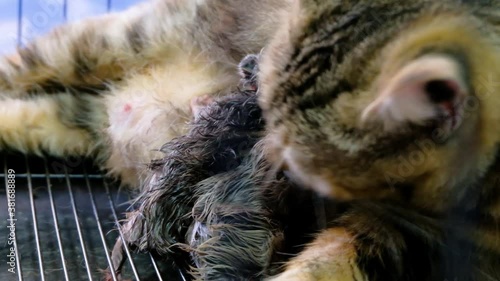 Kittens Sucking Milk From Mother Cat While Licking Thieir Fur After Giving Birth Inside The Cage. - close up shot photo