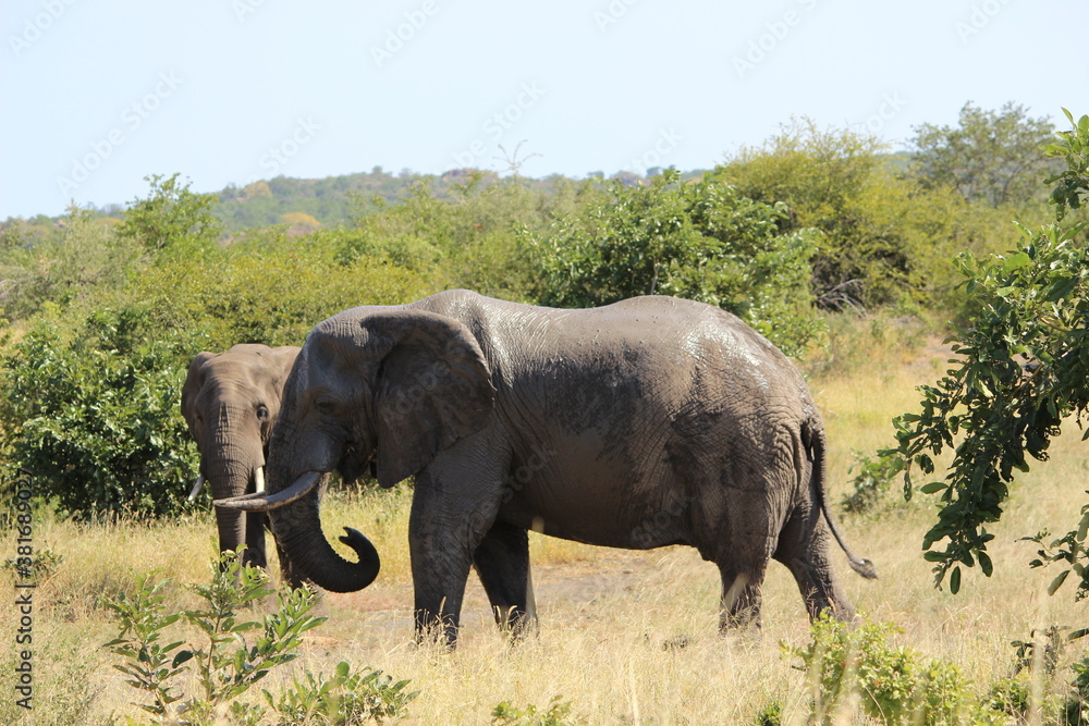 Photo Taken in Kruger National Park