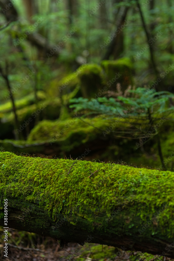 forest in the moss trail forest in the moss trail