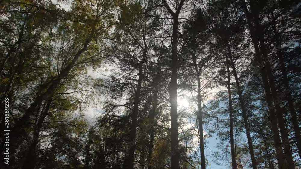 Beautiful autumn forest.Lots of autumn leaves.Path through the autumn forest.Steadycam Beautiful autumn forest.Lots of autumn leaves.Path through the autumn forest.Steadycam