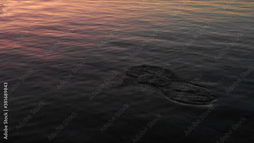 Very low altitude aerial view HD 2 dolphins jumping at dusk x0,8 speed in Bueu Pontevedra Galicia Very low altitude aerial view HD 2 dolphins jumping at dusk x0,8 speed in Bueu Pontevedra Galicia