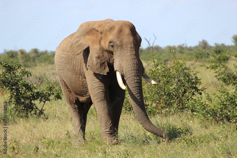 Fototapeta premium Photo Taken in Kruger National Park