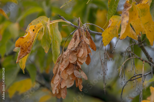 Cluster of maple seed keys hanging from tree in autumn macro