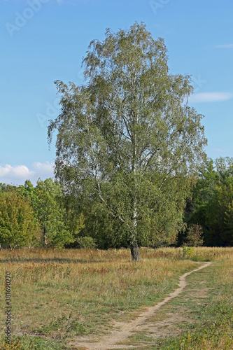 Single standing birch in autumn