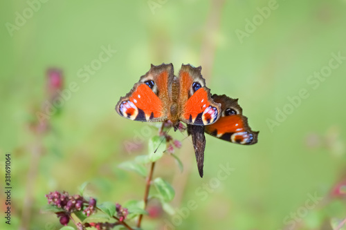 European peacock (aglais io) butterfly with smooth blurry background