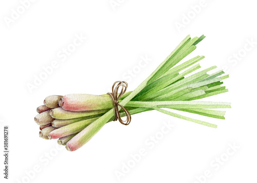Photography Lemongrass watercolor illustration