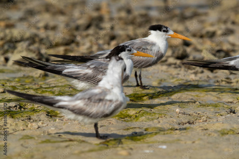 Greater Crested Terns at Busaiteen coast, Bahrain. Selective focus in the middle Greater Crested Terns at Busaiteen coast, Bahrain. Selective focus in the middle