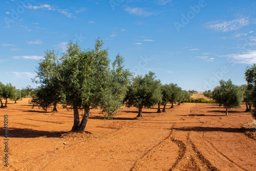 Olivar de Villarejo de Salvan  s en oto  o