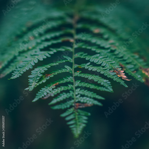 fern leaf detail © Piotr