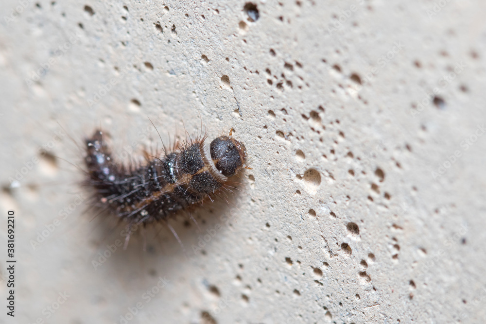 Anthrenus verbasci larvae climbs a concrete wall on a sunny day Anthrenus verbasci larvae climbs a concrete wall on a sunny day