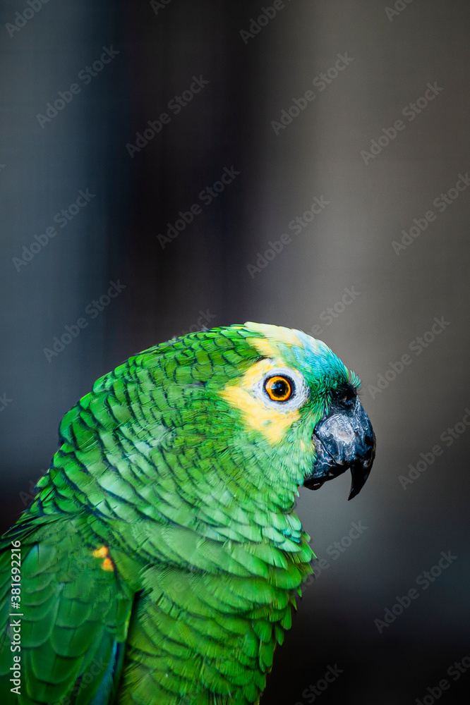 Portrait d'un joli perroquet perruche aux plumes vertes
