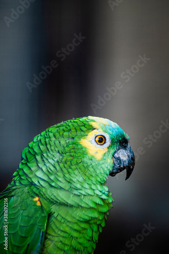 Portrait d'un joli perroquet perruche aux plumes vertes