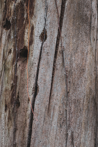 old wood texture © Piotr