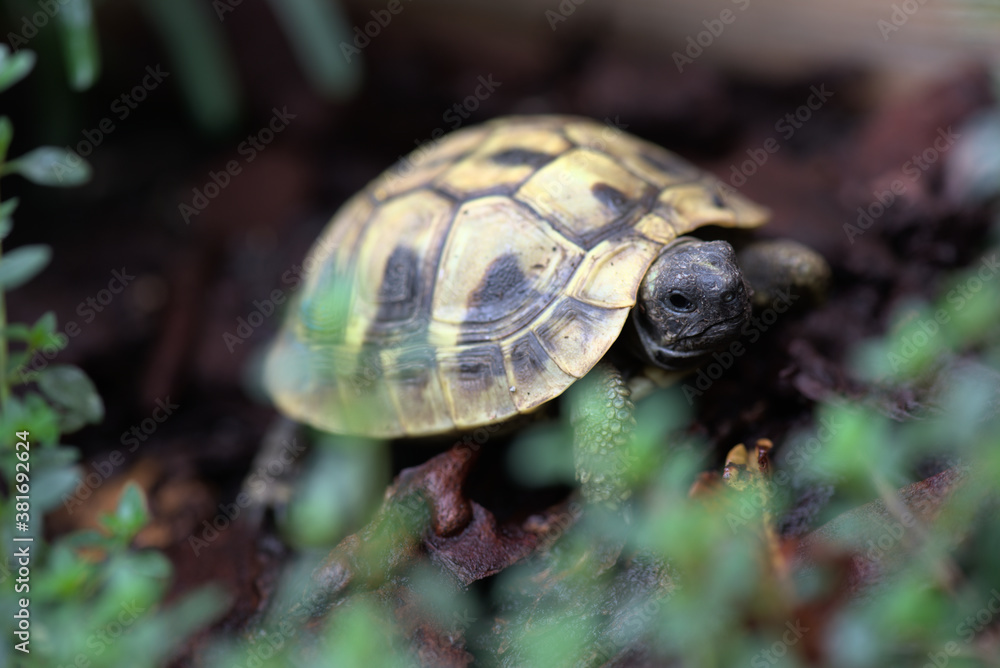 Obraz premium Tortue Hermanni Boettgeri de 3 ans avant hibernation