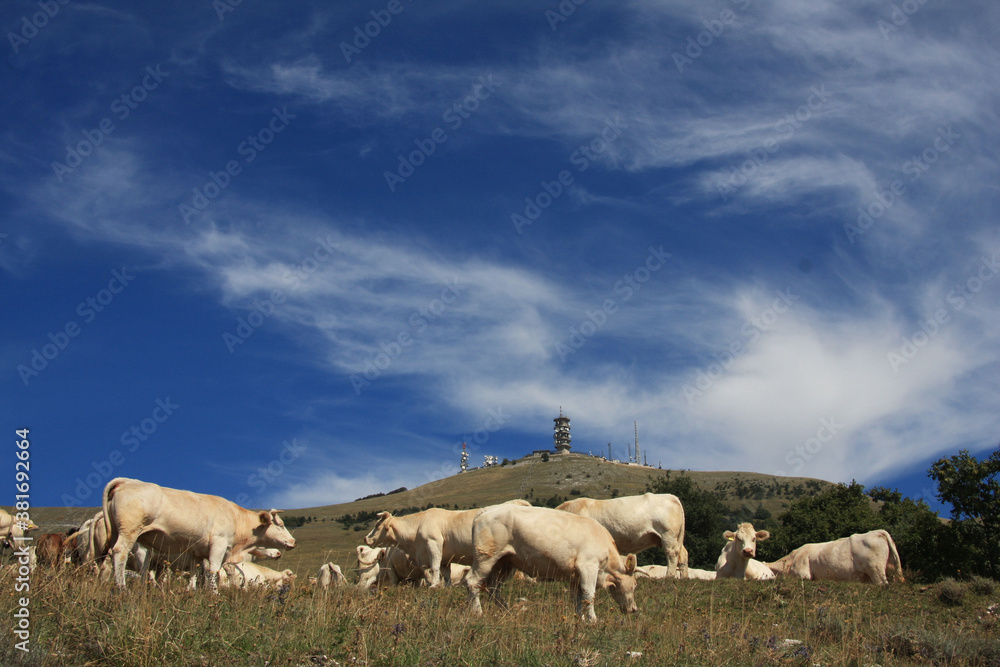 Obraz premium bestiame