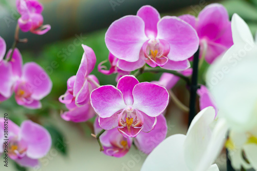 Branch of purple orchid flower phalaenopsis in tropical garden