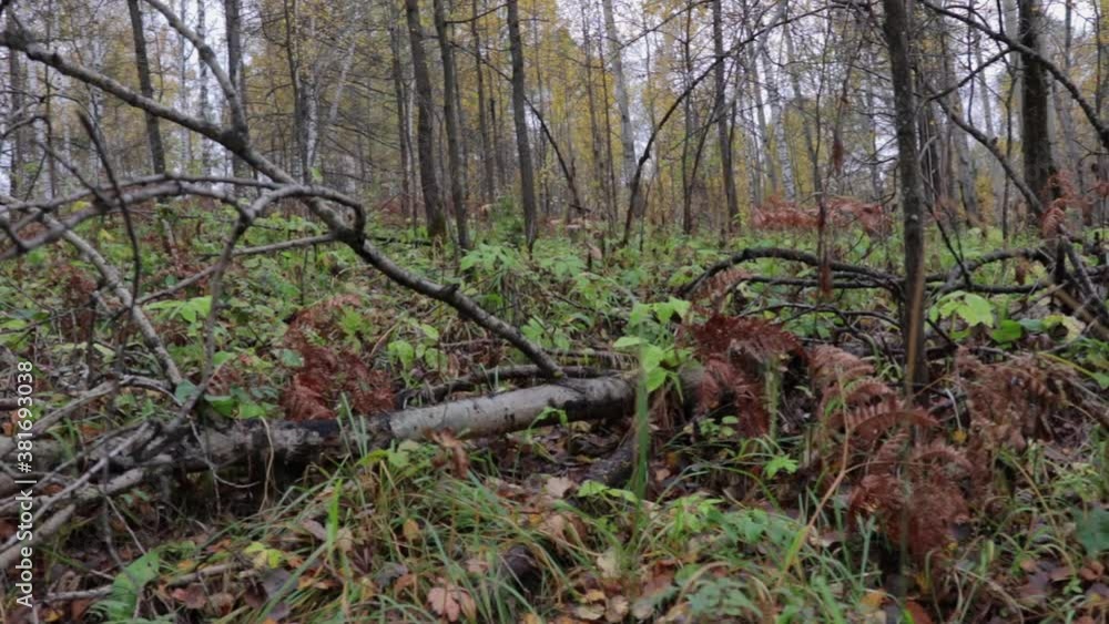 Siberian autumn forest on a cold day before winter Siberian autumn forest on a cold day before winter