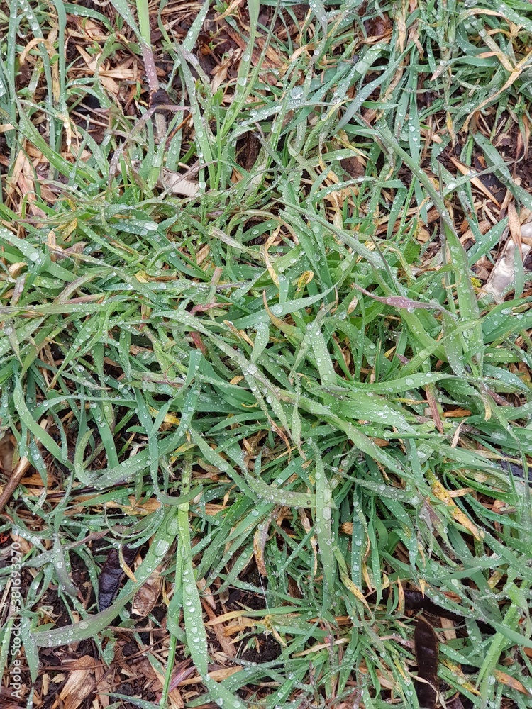 grass background grass background