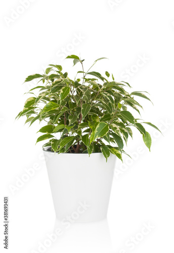 House plant in pot isolated on white background