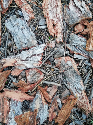 texture of dry grey tree bark with cracks