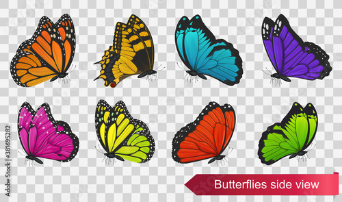 Butterflies side view isolated on transparent background. Vector illustration