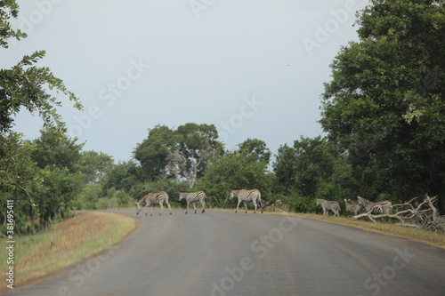 Photo Taken in Kruger National Park