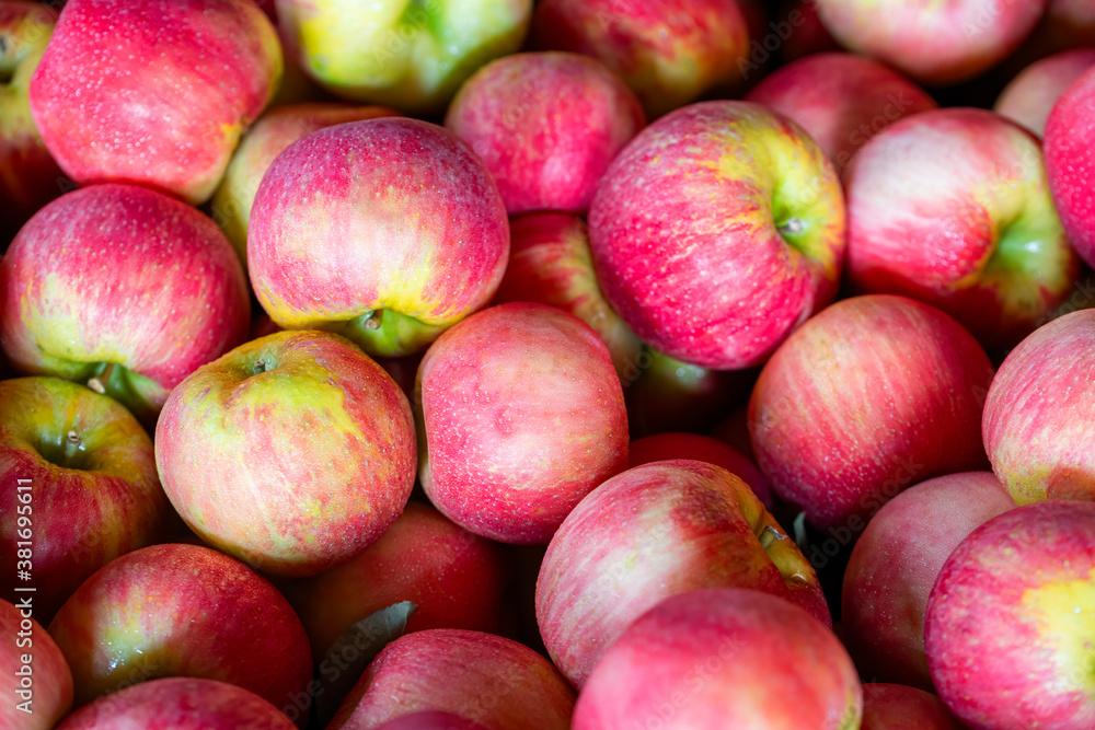 crate of apples ready for processing crate of apples ready for processing